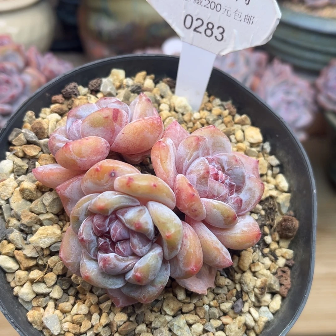 绿底紫心283/8cm3头