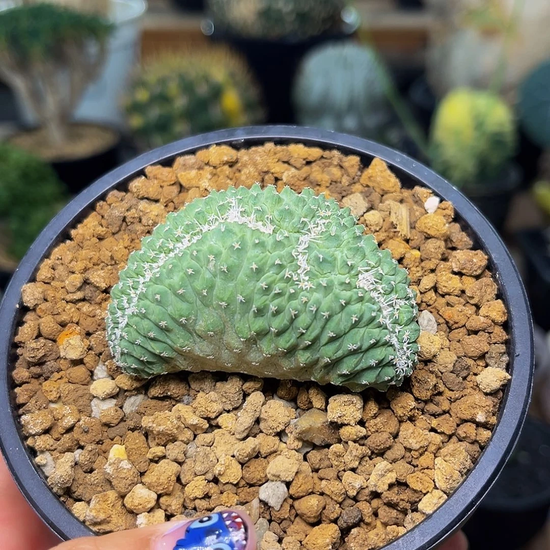 菊水缀Aaaaaaaaaaaaaaa