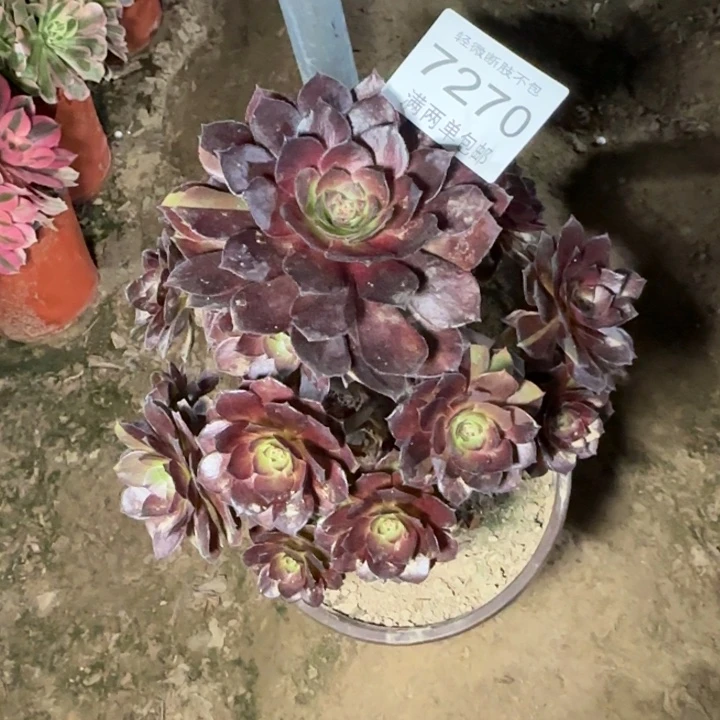 7270黑美人多肉植物