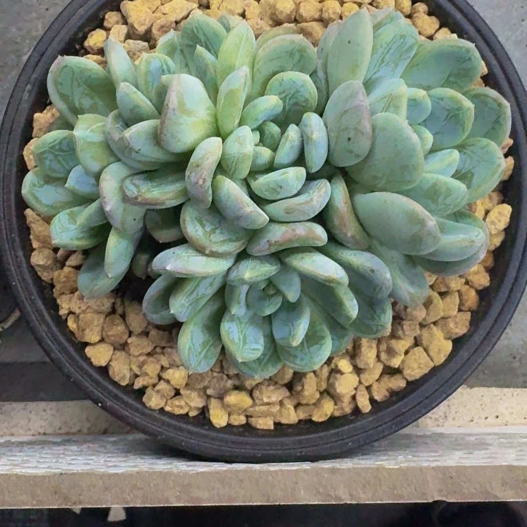 百达翡翠 群生  一物一拍