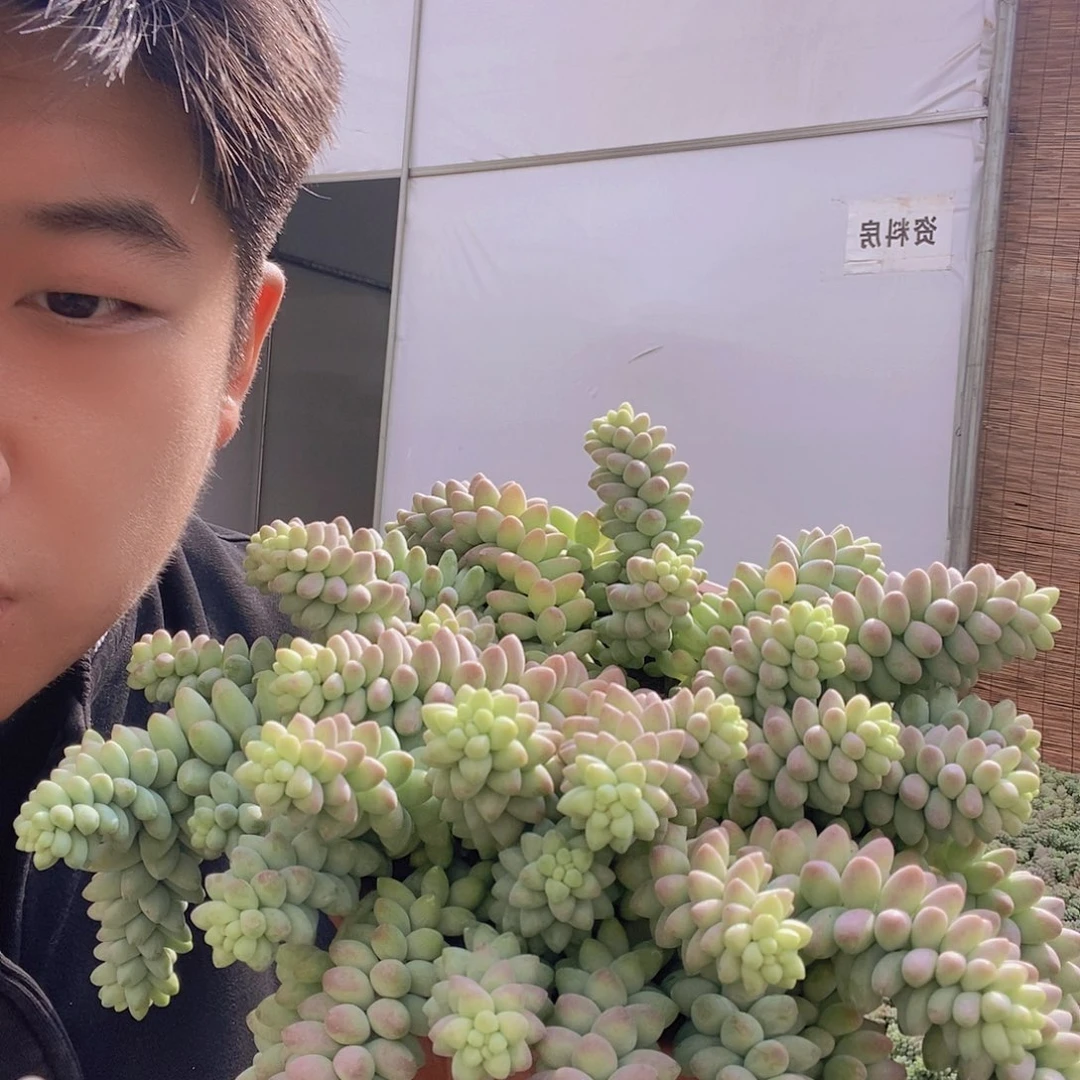 超大彩虹玉坠带盆土特价