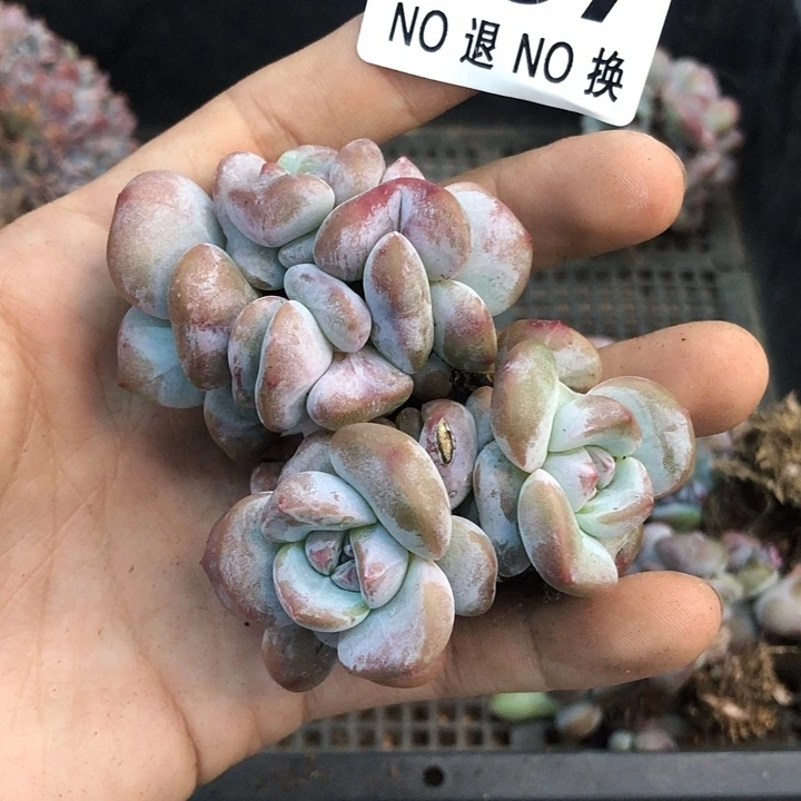 星影石榴籽福利出咯 037