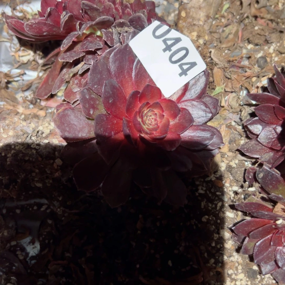 404 号多肉植物法师新年福利