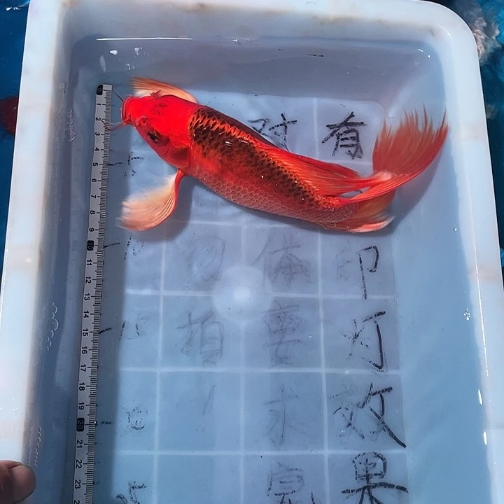 蝴蝶鲤鱼渔场直发19