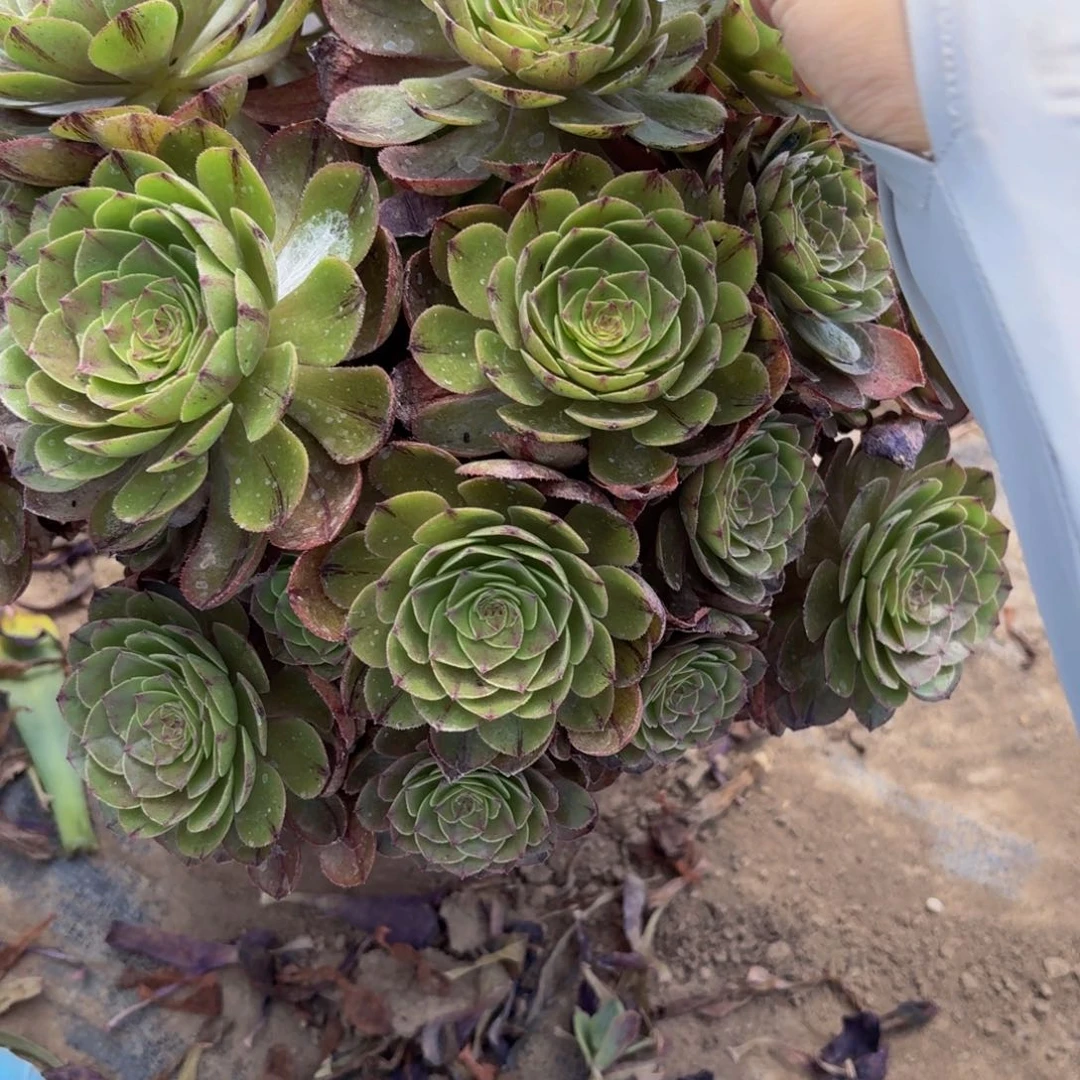 无花朵831多肉植物捧花的