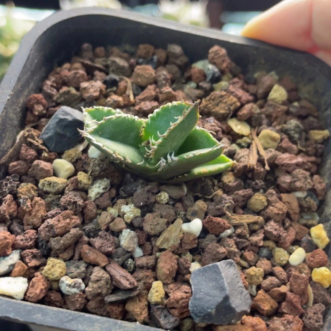 湾湾麻花88888888888