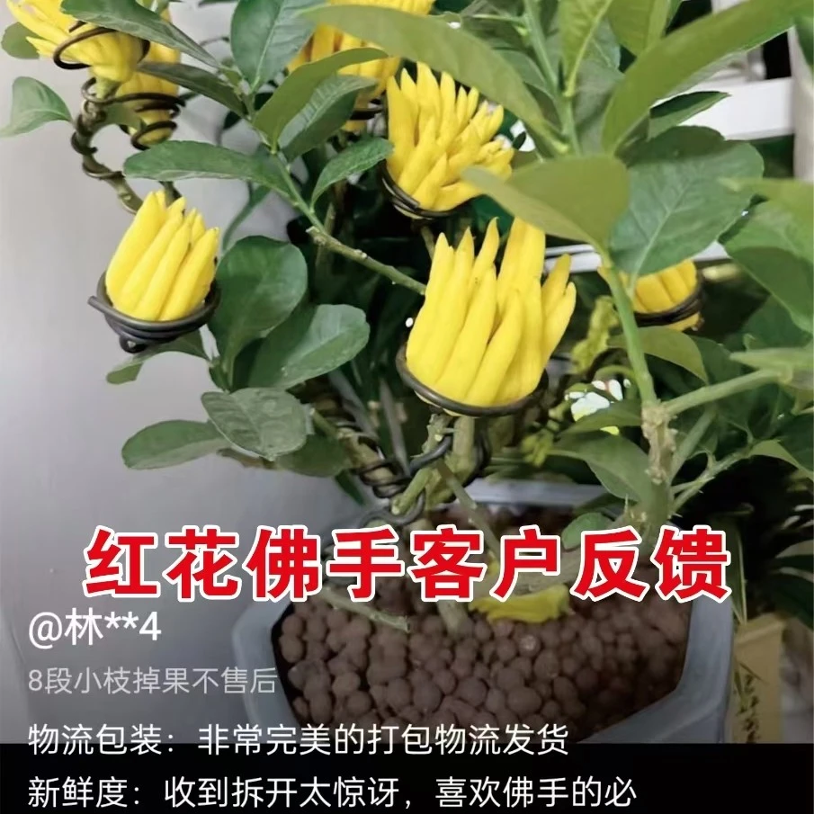 佛手盆栽室内阳台庭院佛手手果