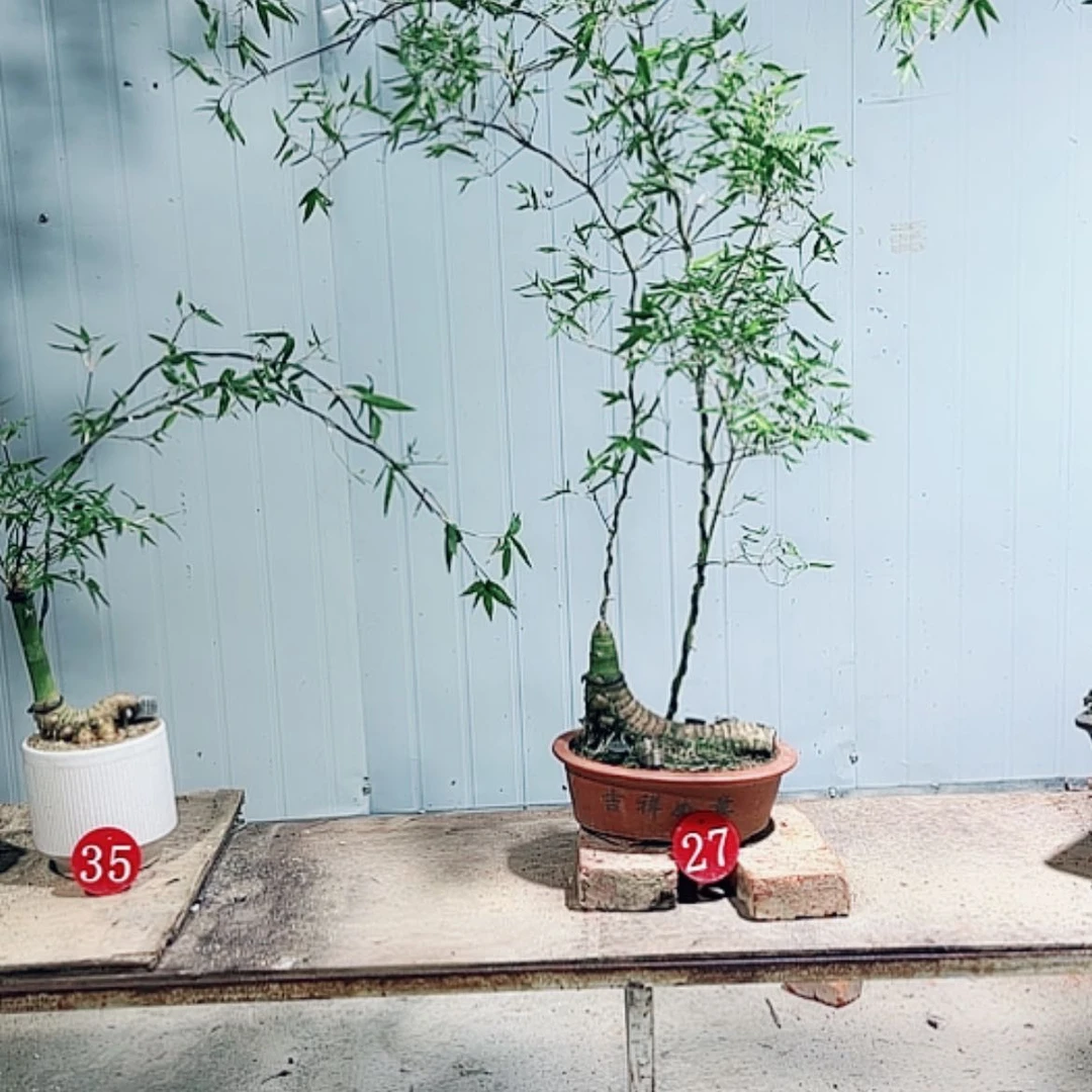 【闪购商品】完全开放真**待