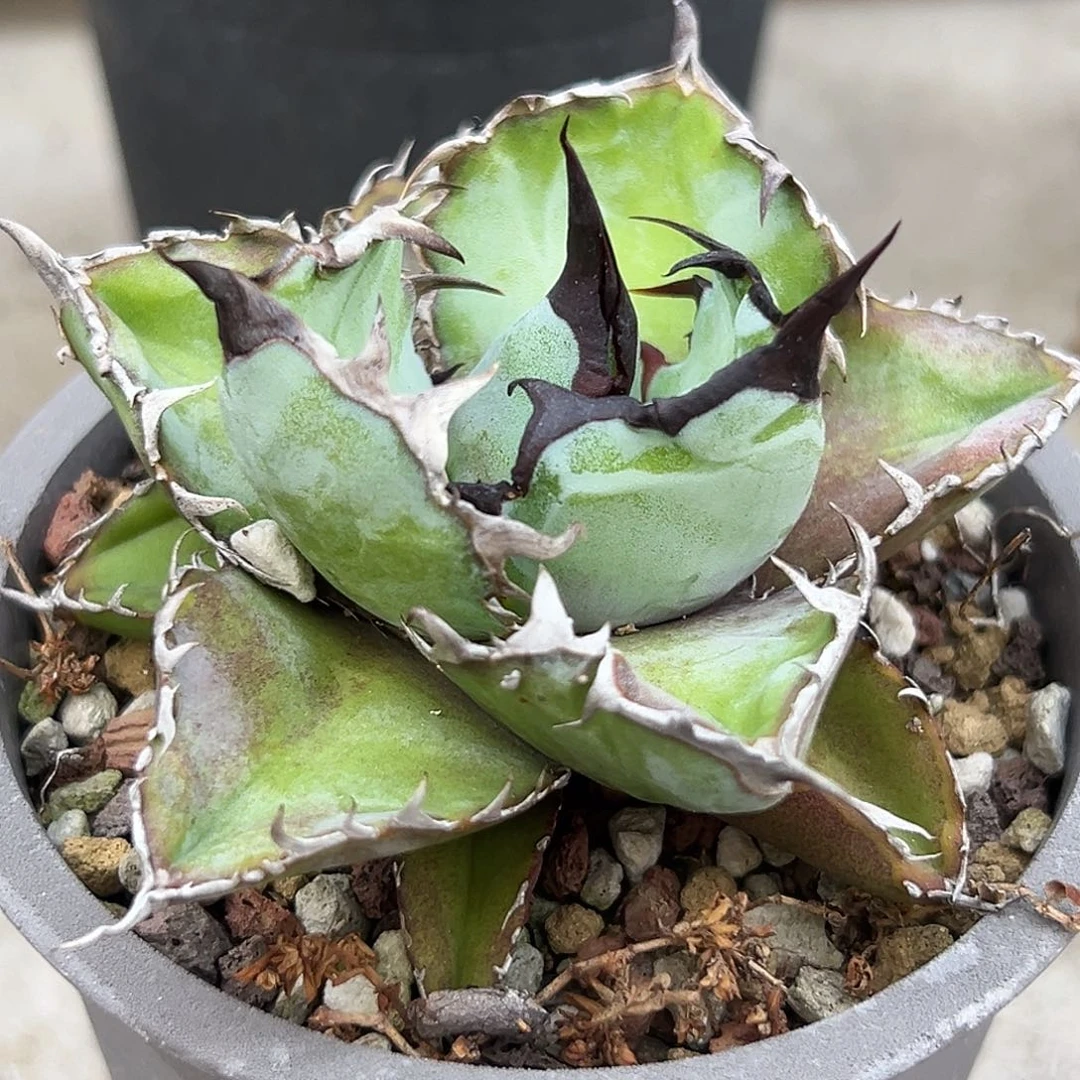 蓝鲸一物一拍偏远不包邮不退不换