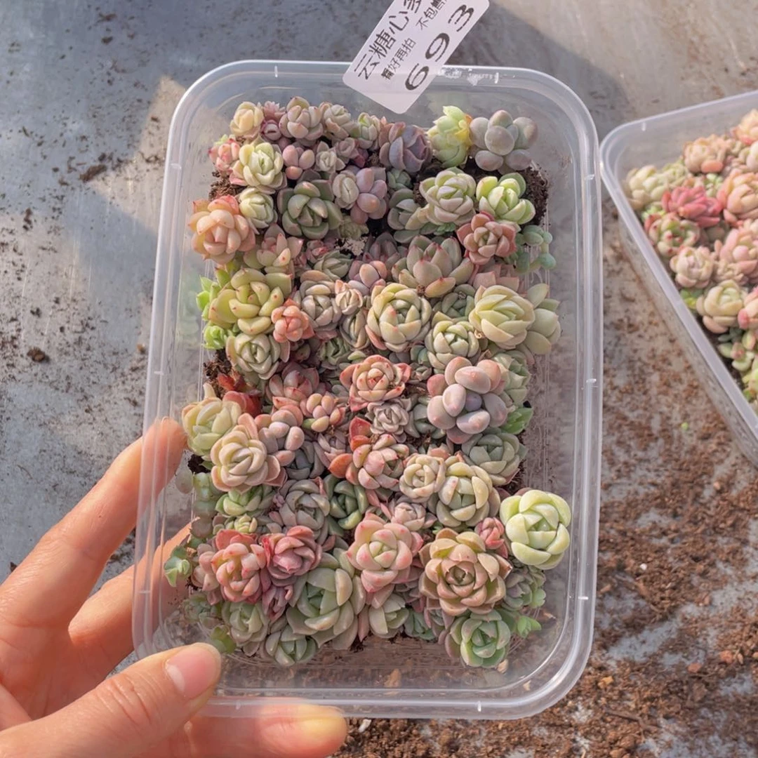 云糖心多肉植物693