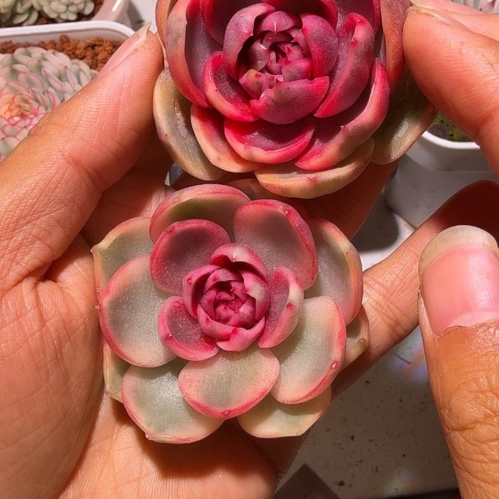 紫水晶锦头盖多肉植物