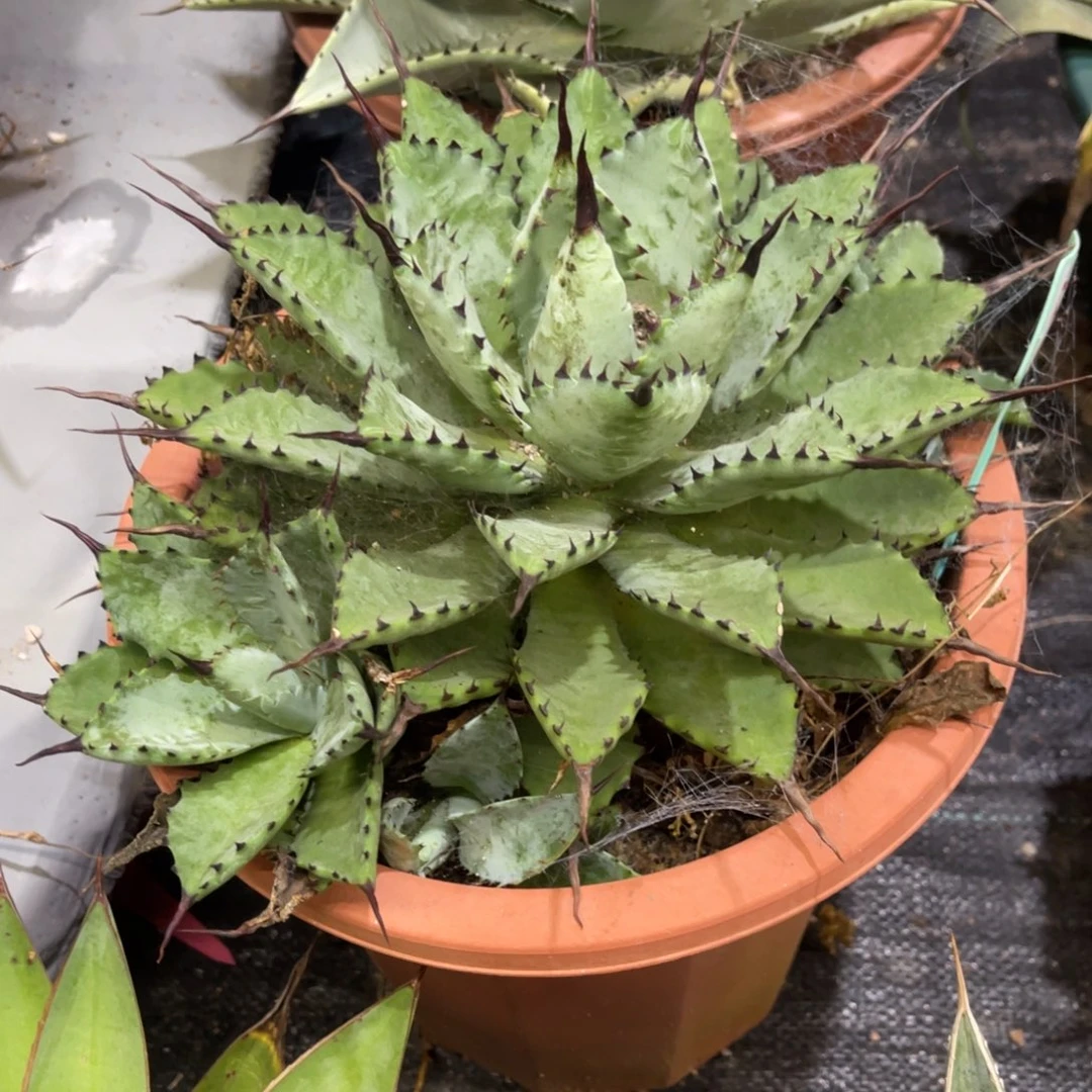 曲刺芭蕾龙舌兰系列