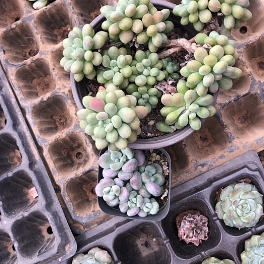纯爱系列出版社花雨在