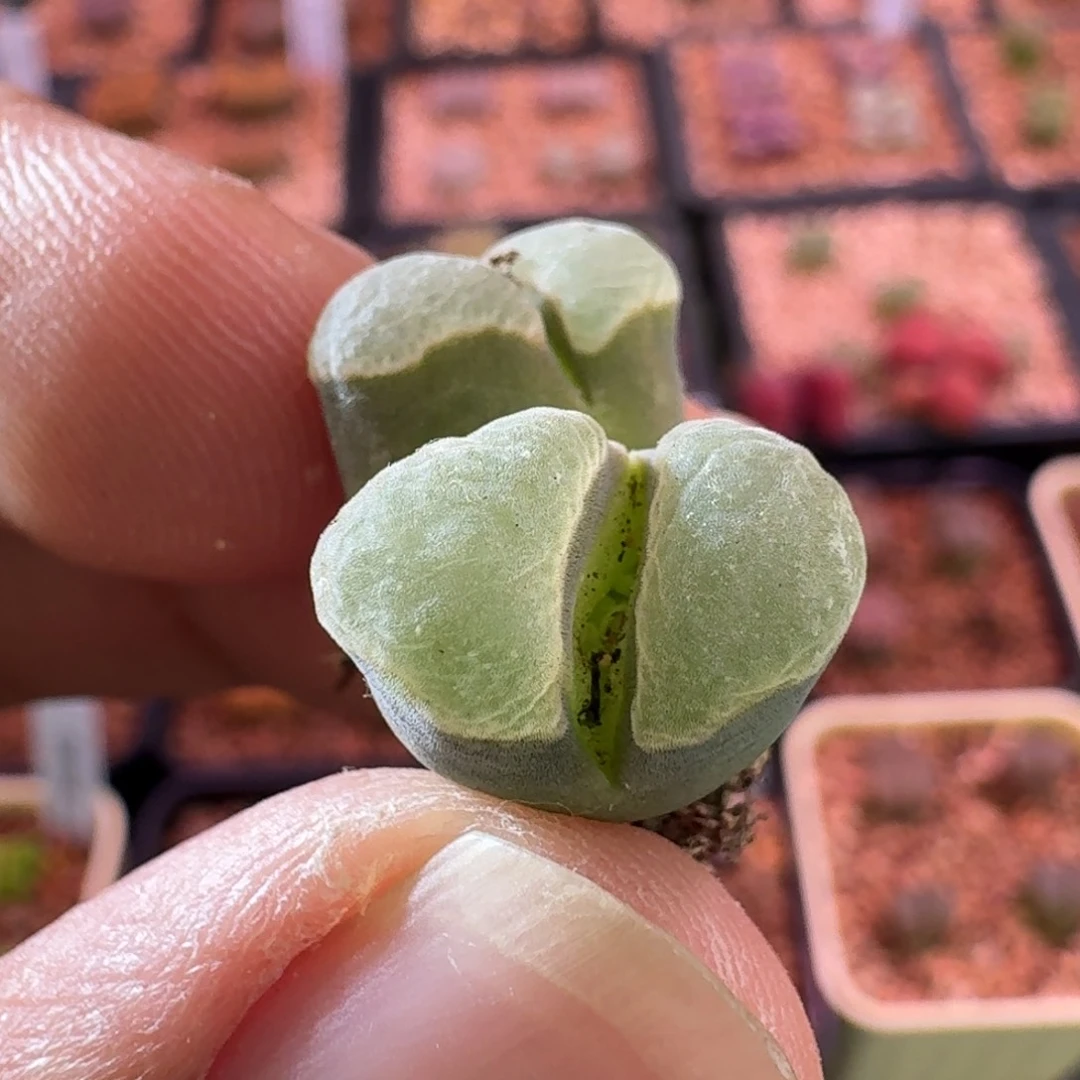 云缦精品番杏15.1紫体白窗