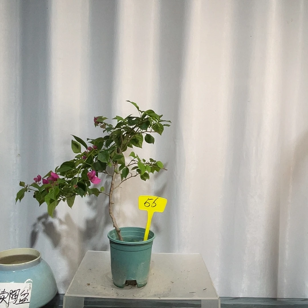 当前无花栽培后可以开花56绿叶玫瑰红扦插