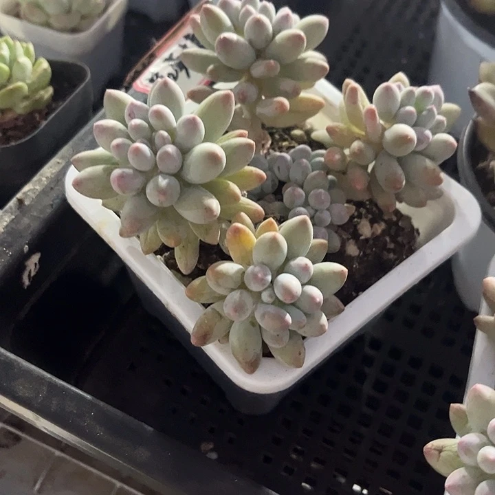 十方婴儿手指群带土发