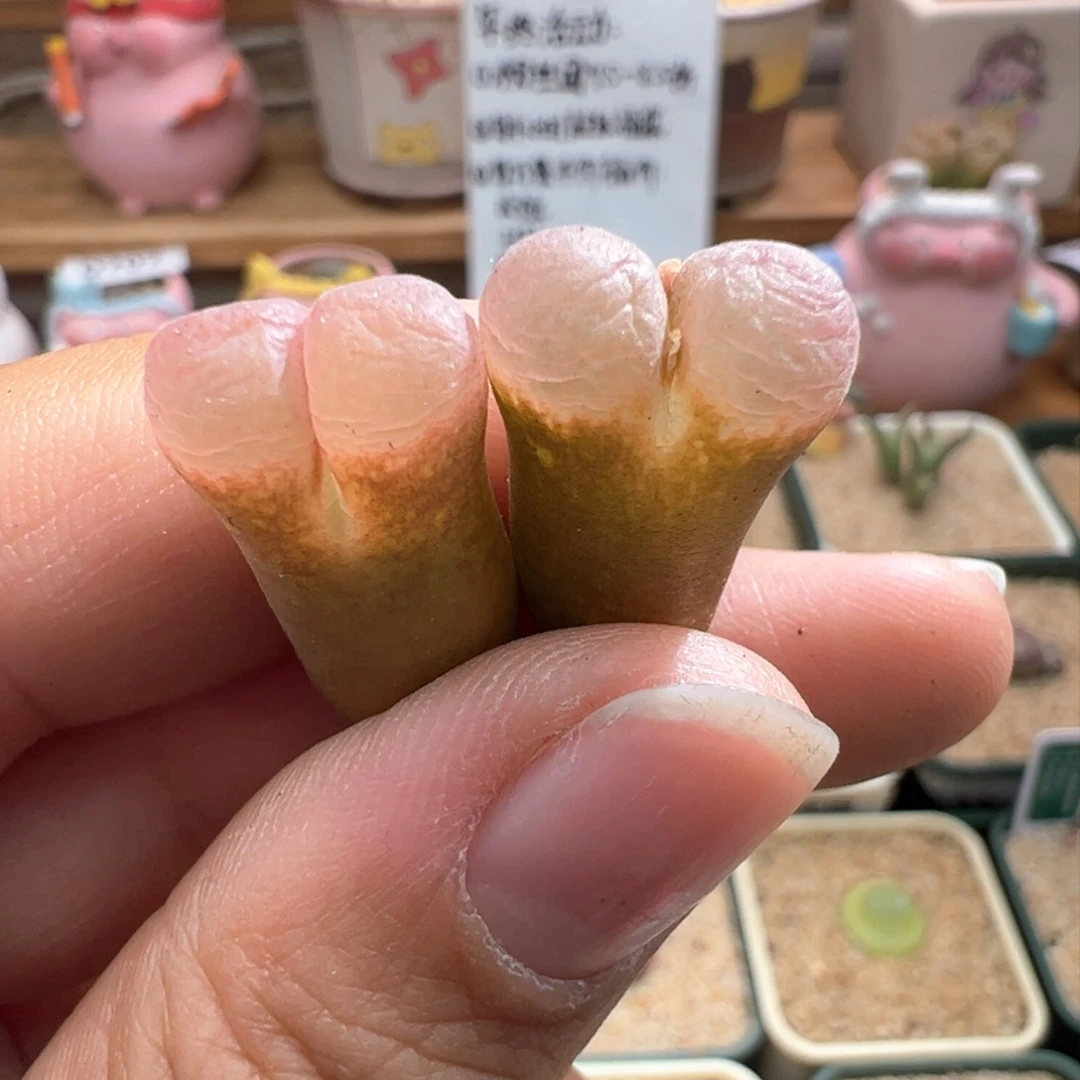 714。万赞福利。1089鲑鱼粉