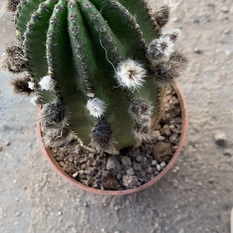 黄金刚仙人球357888