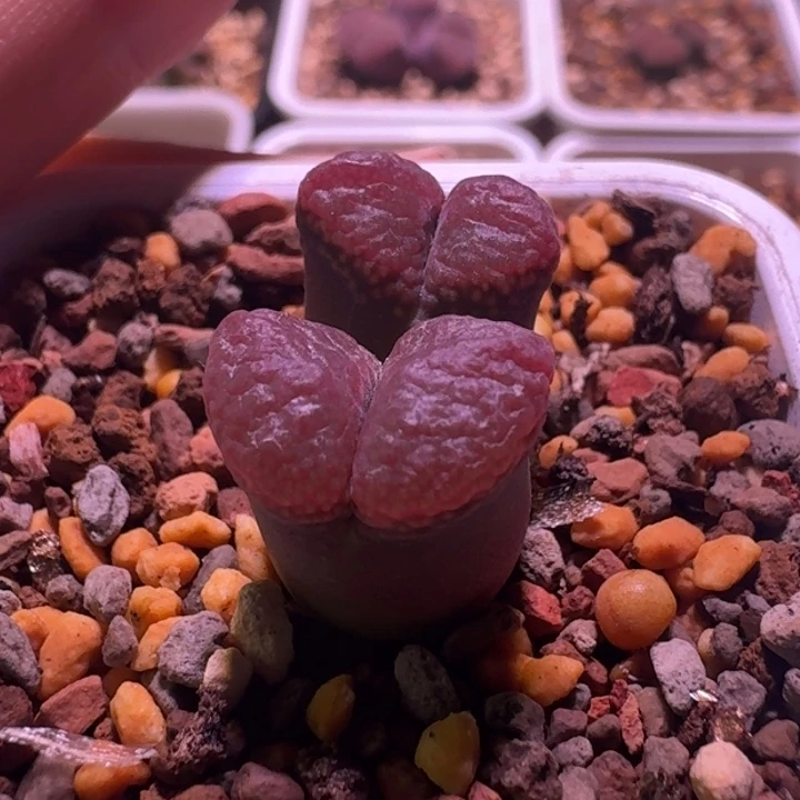 4号母本双头50km一物一拍