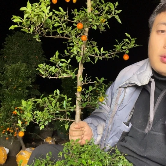 无花朵金弹子庭院原生品质