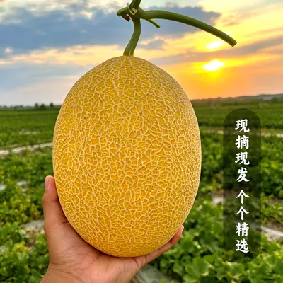 【新疆直发】正宗新疆吐鲁番金色年华秋季哈密瓜甜脆多汁当季水果