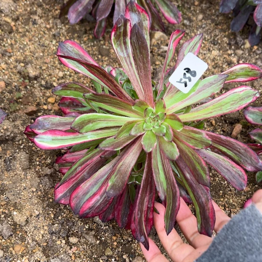 558同花顺多肉一颗量