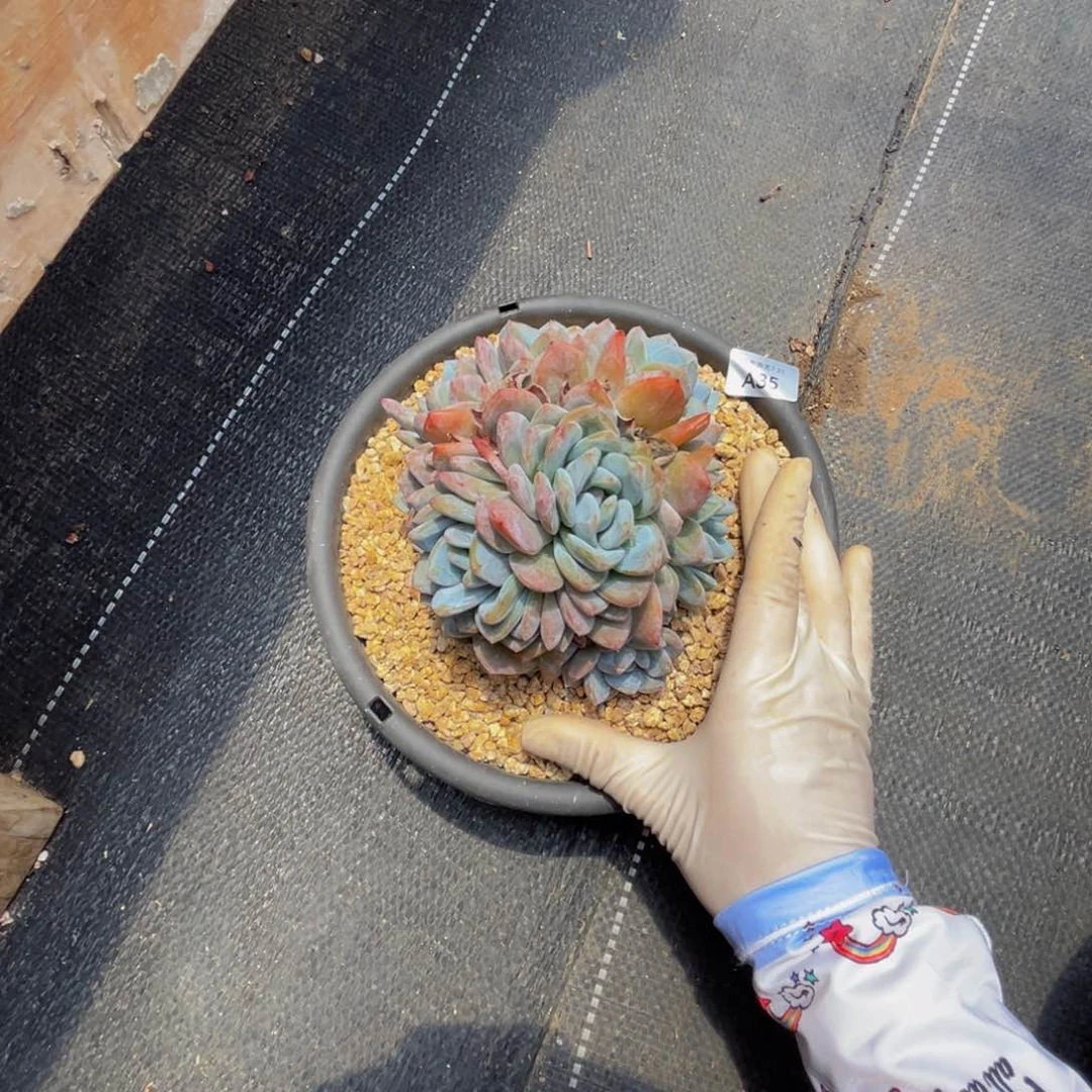 a35梦露群生无砍的