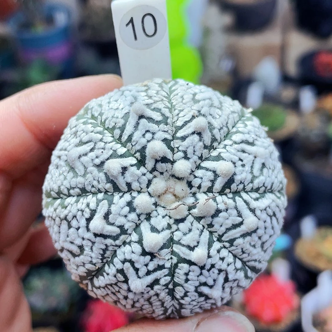 非偏远地区25包邮仙人球