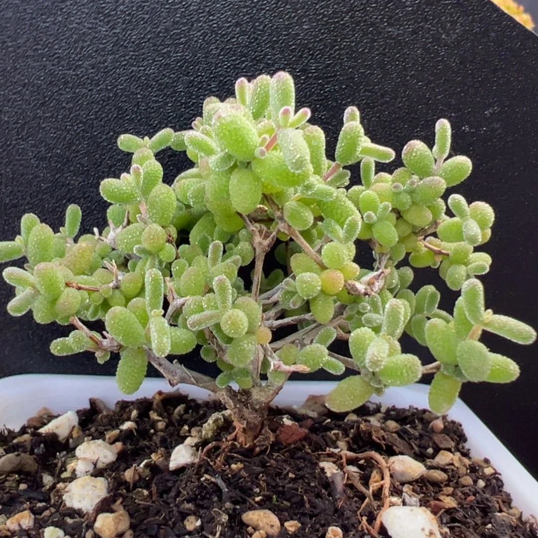 u887实生直杆老桩冰糖双十二活动价