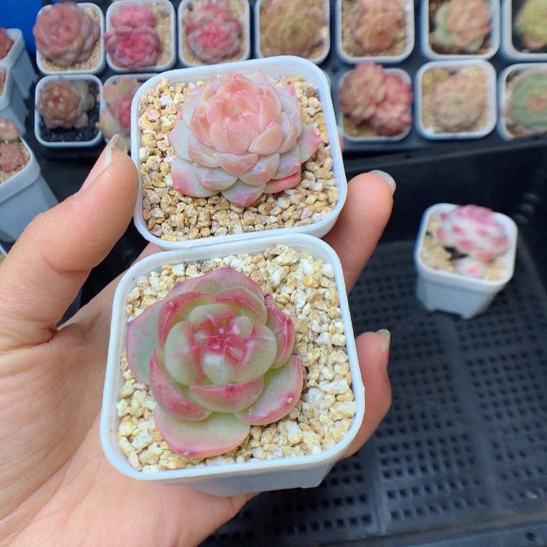 浅*念多肉植物。 珍妮。糖心