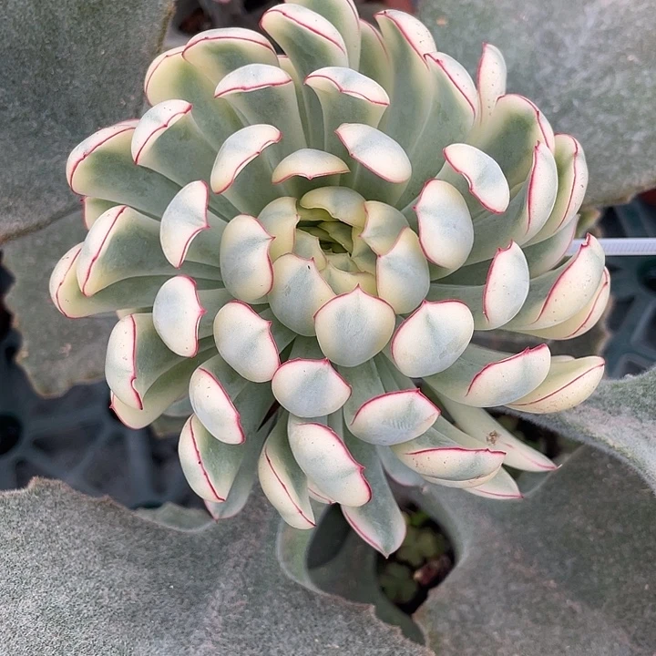梦幻玫瑰锦。锦龙一物一拍