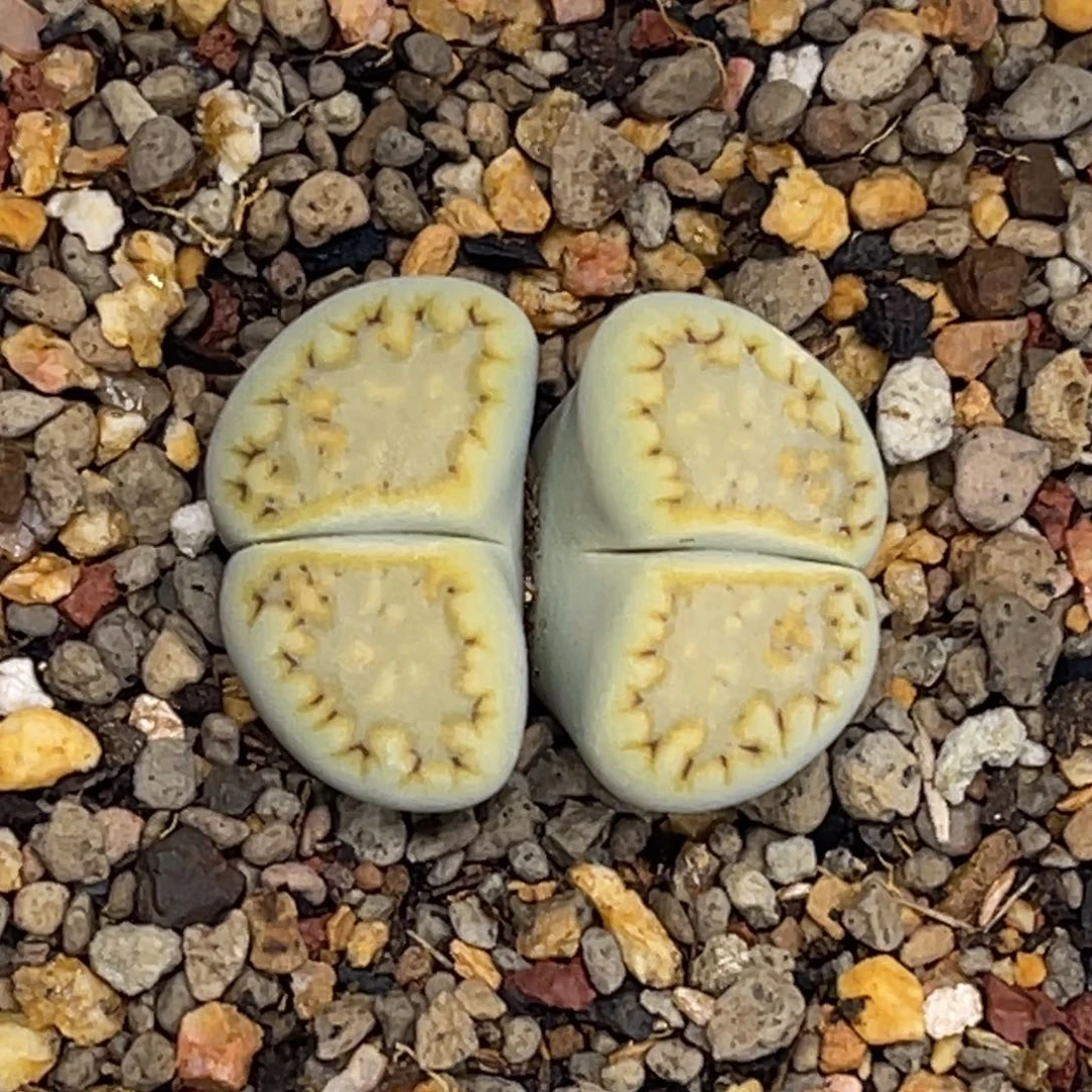 1598双头黄绿饼干1