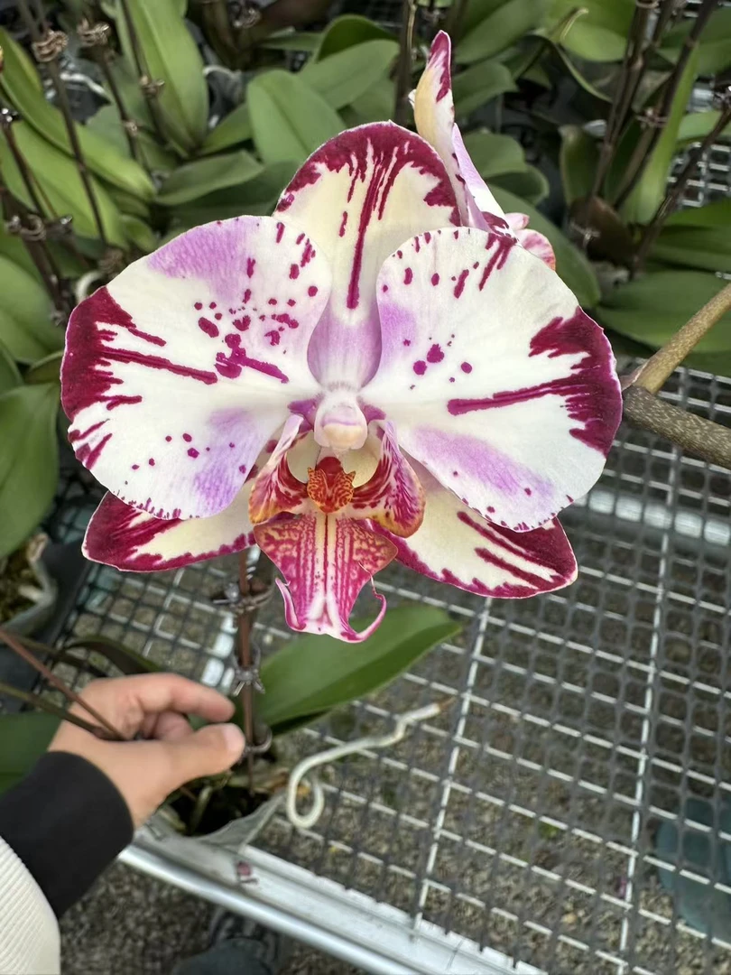 【魔术师】高档蝴蝶兰鲜花盆栽