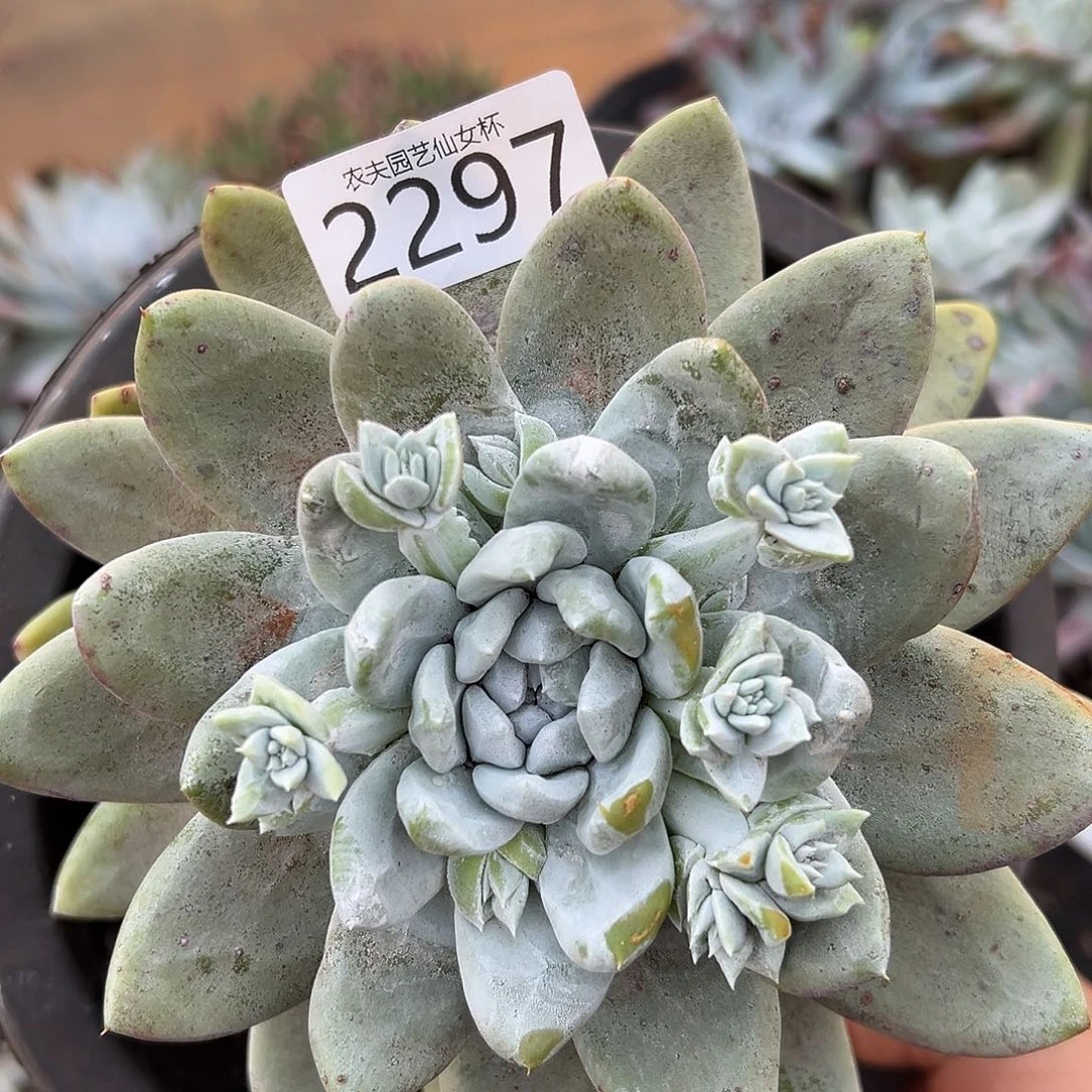 海星叶拇指帕奇飞徒仙女杯多肉。