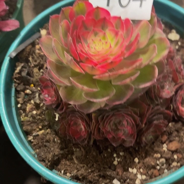 多肉植物荔枝164多种