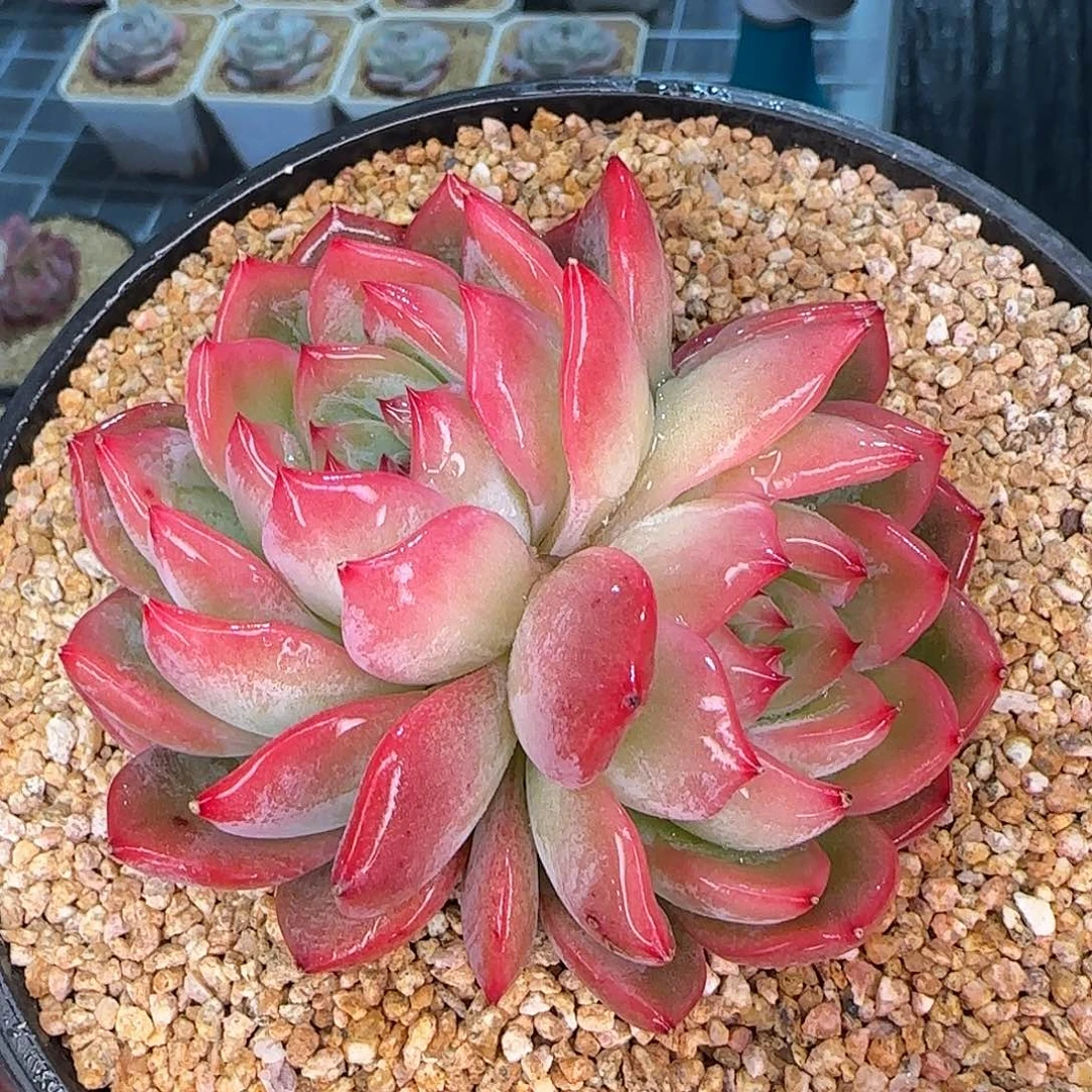 从前慢甄选多肉编号红鸾