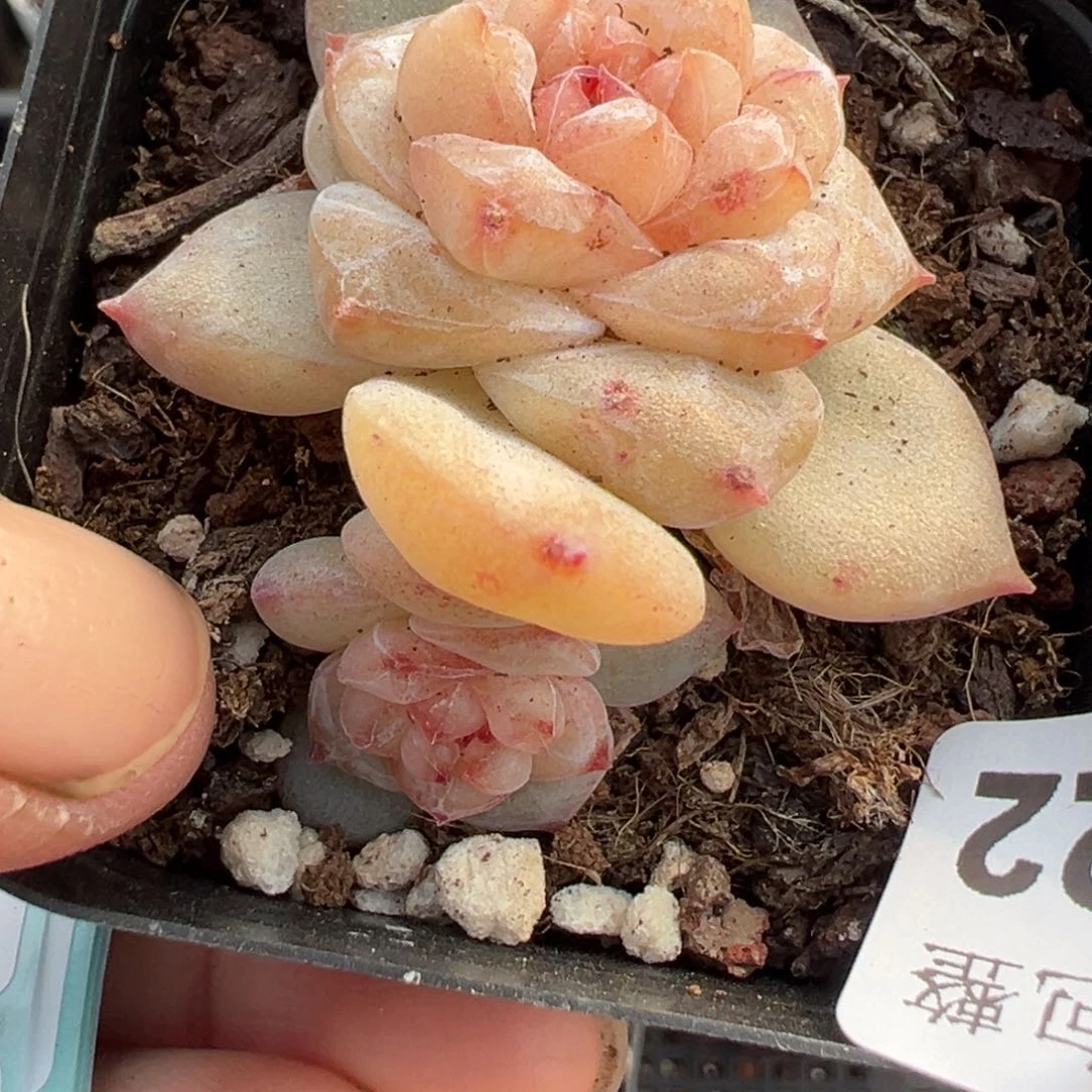 小卡拉米糖心一物一拍23-22