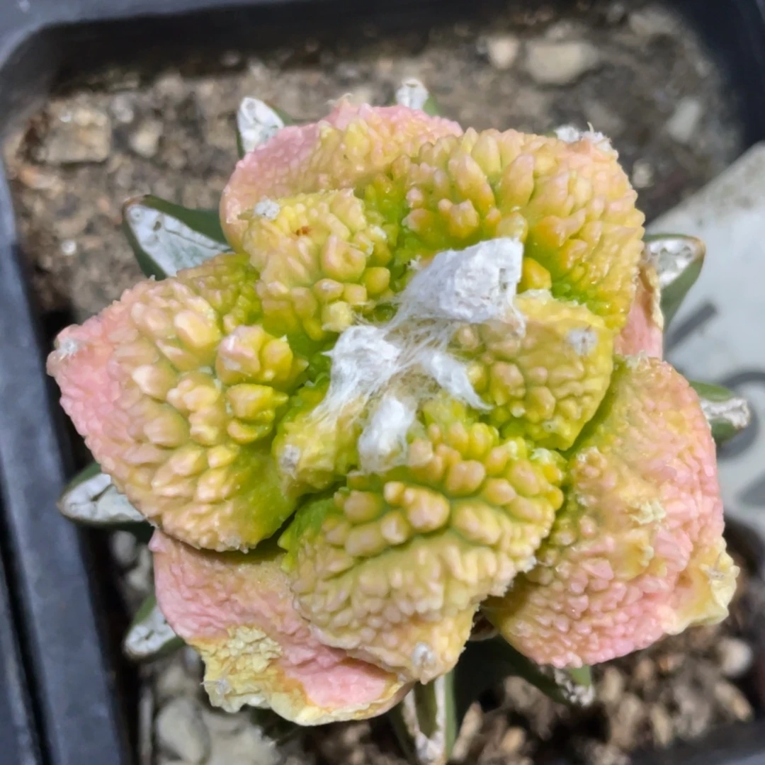 无花朵牡丹锦094 仙人球