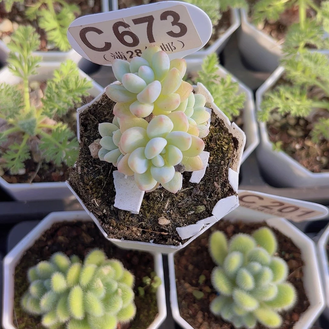 C673劳尔锦一物一拍