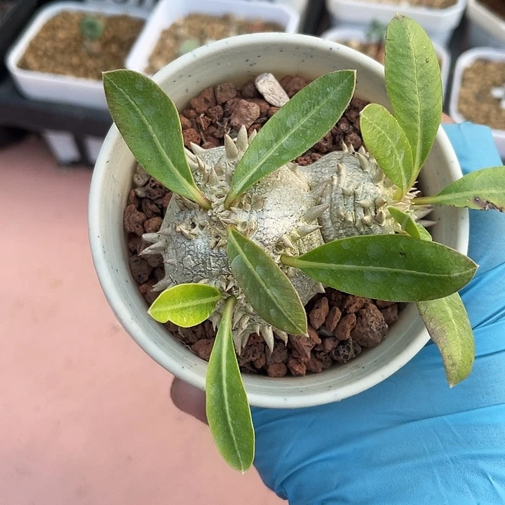 713惠比须笑块根植物