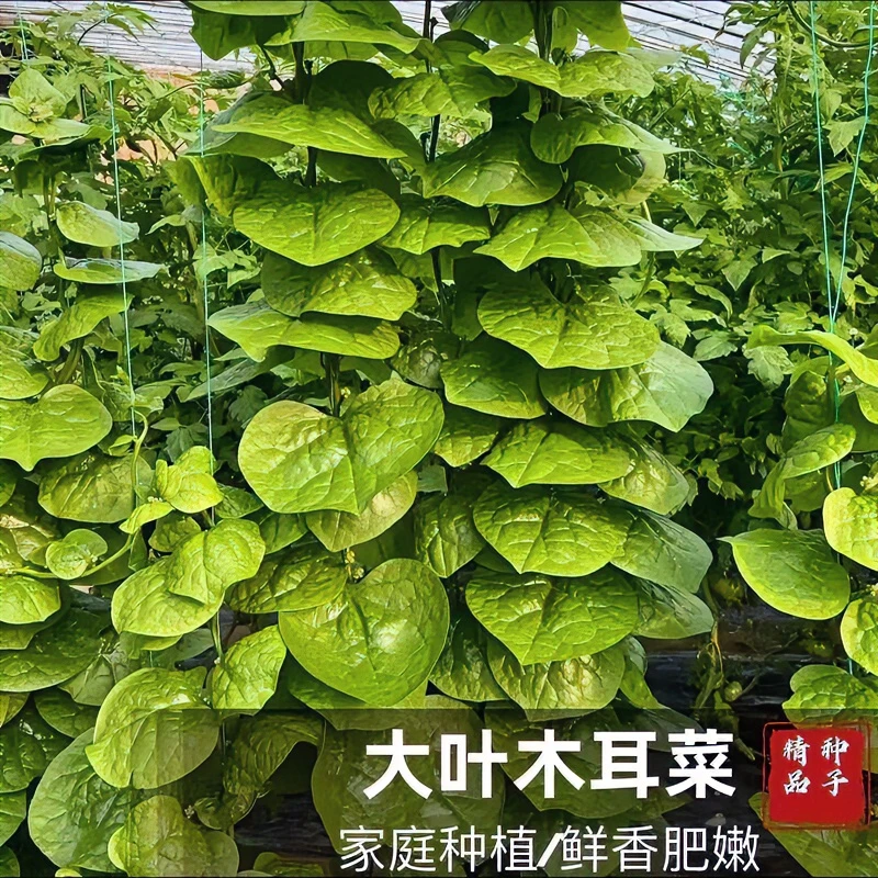 大叶木耳菜种子四季春秋蔬菜种籽孑春季简单易种好吃营养蔬菜种籽