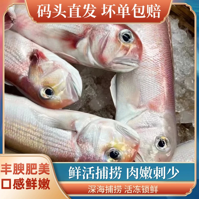 舟山本港野生海捕马头鱼 深海海鲜方头鱼肉厚无小刺