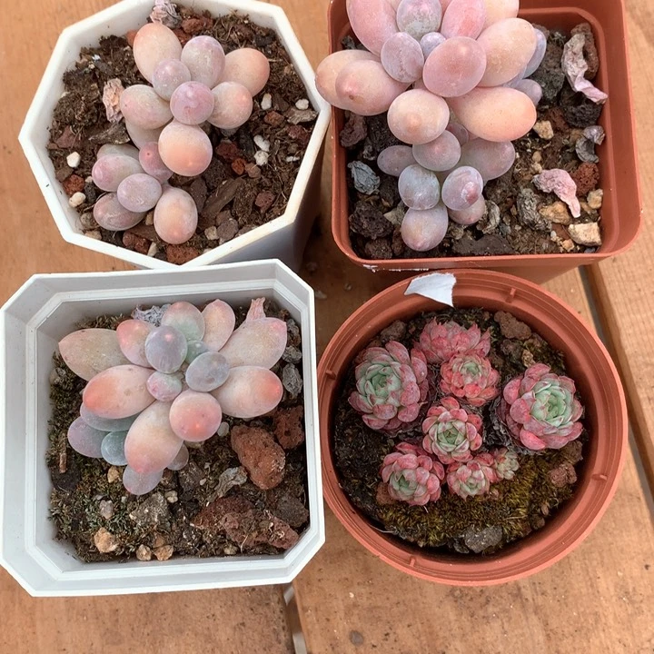 小精控一物一拍肉