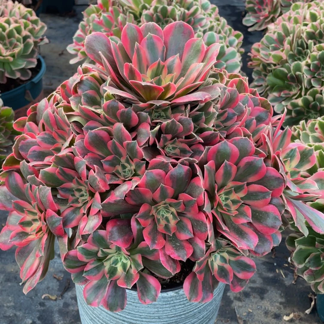 234红粉佳人精品法师老桩