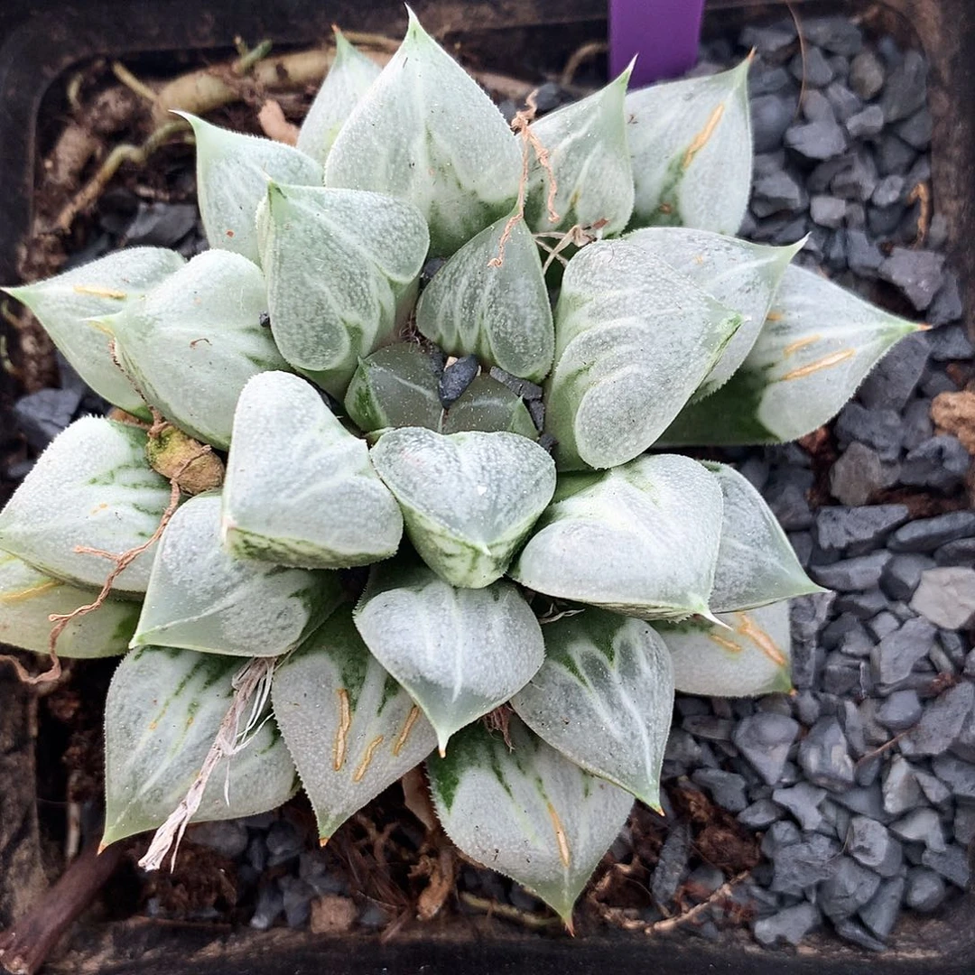 爱心寿，15号，特价