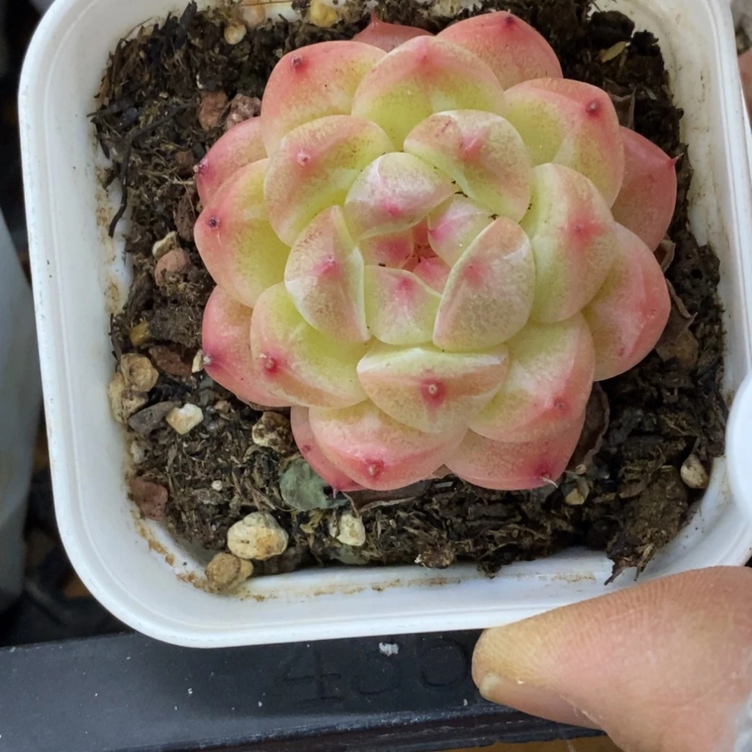 精品多肉一物一怕不包整386