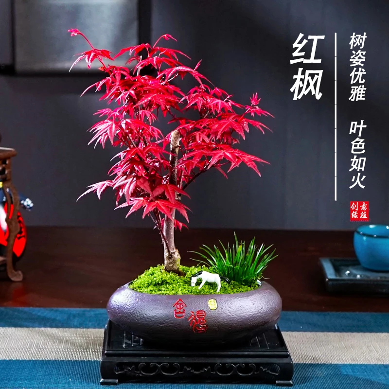 红枫造型创意盆景老桩树苗四季常青叶盆栽植物红舞姬室内好养美观