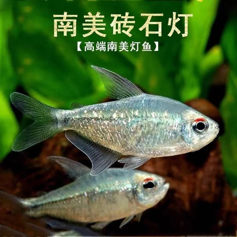 南美钻石灯闪光直线南美进口淡水热带鱼草缸溪流缸