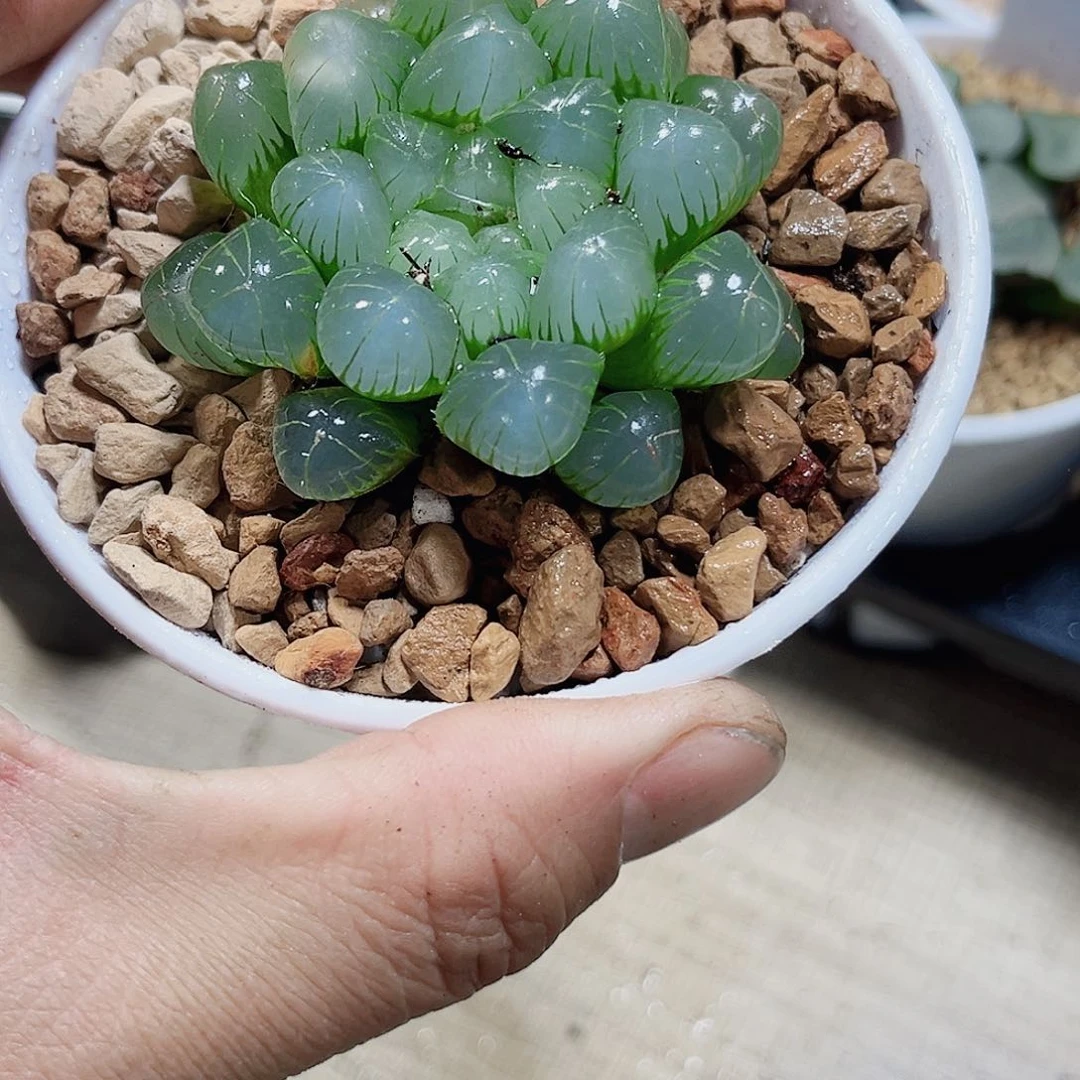 糯窗冰灯新手好养