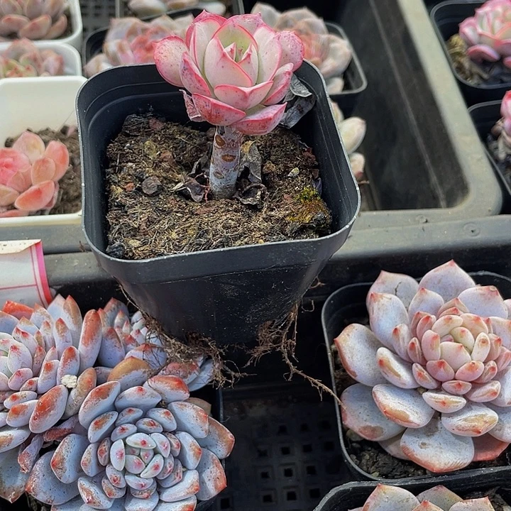 克罗地亚带盆土发货